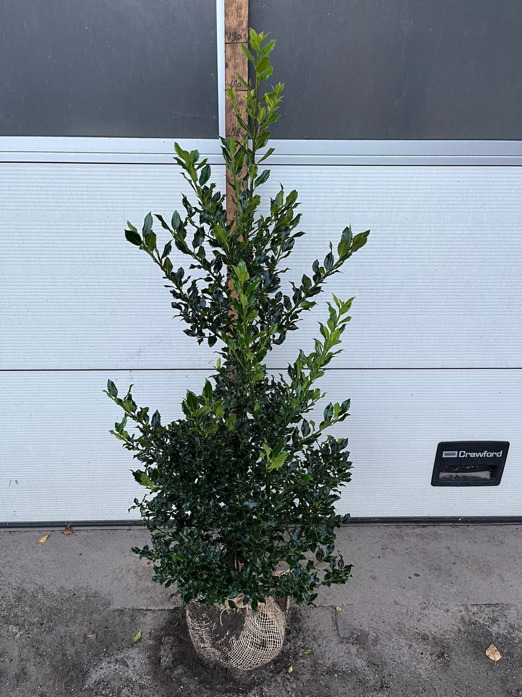 Ilex meserv. 'Magical Amore Rosso' - 100-120 CM RB